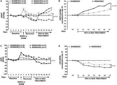 Dexamethasone Causes Hypertension in Rats Even Under Chemical Blockade of Peripheral Sympathetic Nerves